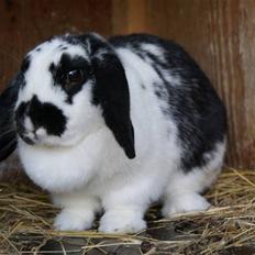 Kanin DV. Nala Cubala