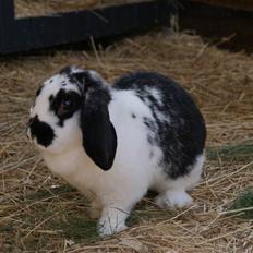 Kanin DV. Nala Cubala