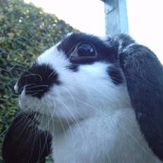 Kanin DV. Nala Cubala