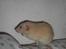 Tamrotte Safia RIP - 16/2-10