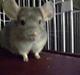 Chinchilla Dolce R.I.P min elskede !