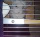 Chinchilla Kimberly R.I.P