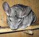 Chinchilla Urte