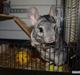 Chinchilla Malou!<3