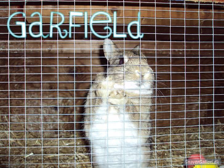 Kanin - Garfield. †13.09.10† - Du er så blød, skat. <3 billede 1