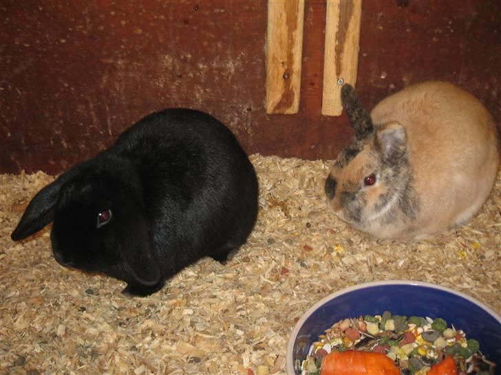 Kanin Pearl - Pearl og Snuske :-) billede 2