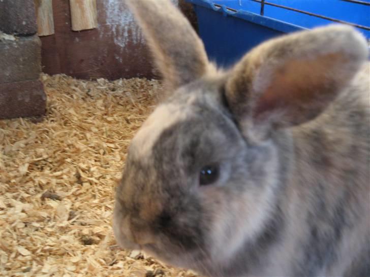 Kanin Dorthé billede 1