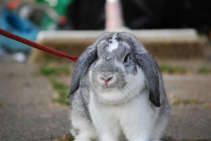 Kanin Sølvpil - Den lille Pil. billede 1