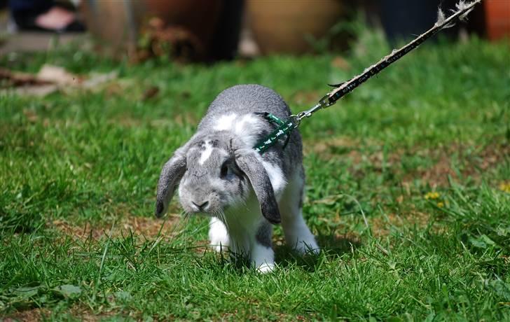 Kanin Sølvpil - På tur i haven d. 22. maj. Pilen vil frem. billede 2