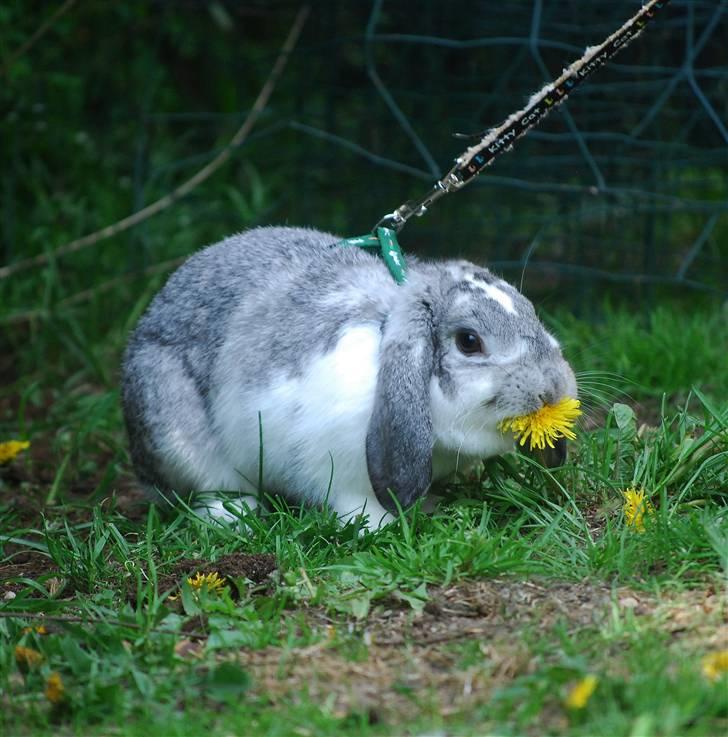 Kanin Sølvpil - Dén spiser jeg! Haps haps. billede 3