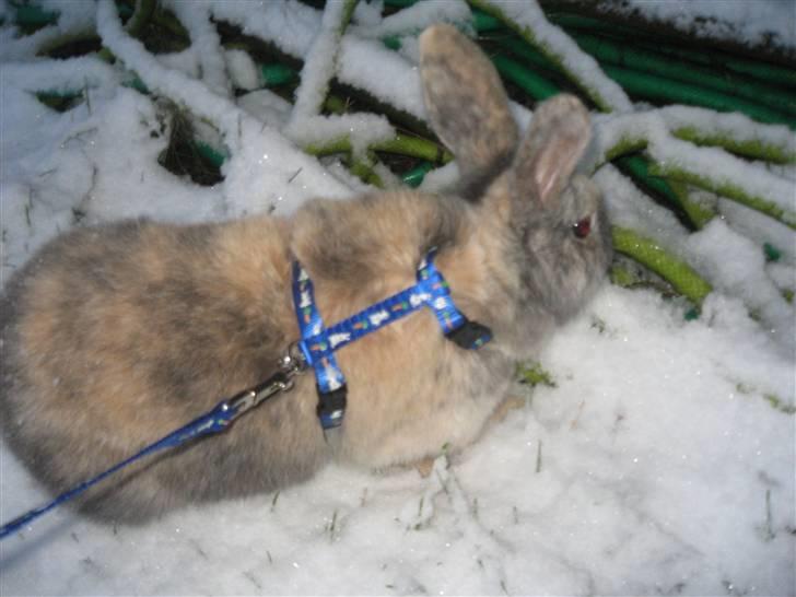 Kanin Dorthé billede 2