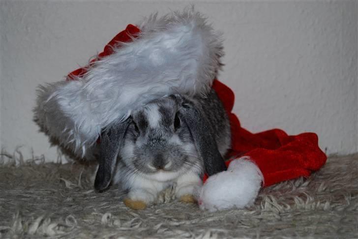 Kanin Sølvpil - Lille pus under stor nissehue - Julen 2009. billede 4