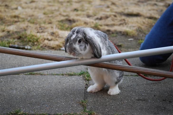 Kanin Sølvpil - Hopla over et kryds. billede 5
