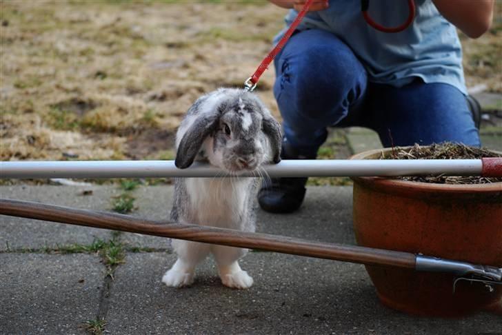 Kanin Sølvpil - Hun kæmper for sagen. Har hoppet 50 cm. Eller måske var det 60? billede 6
