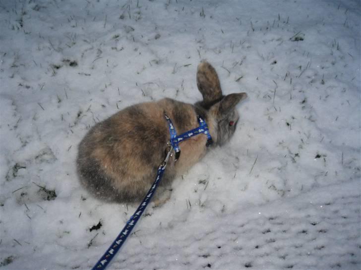 Kanin Dorthé billede 3