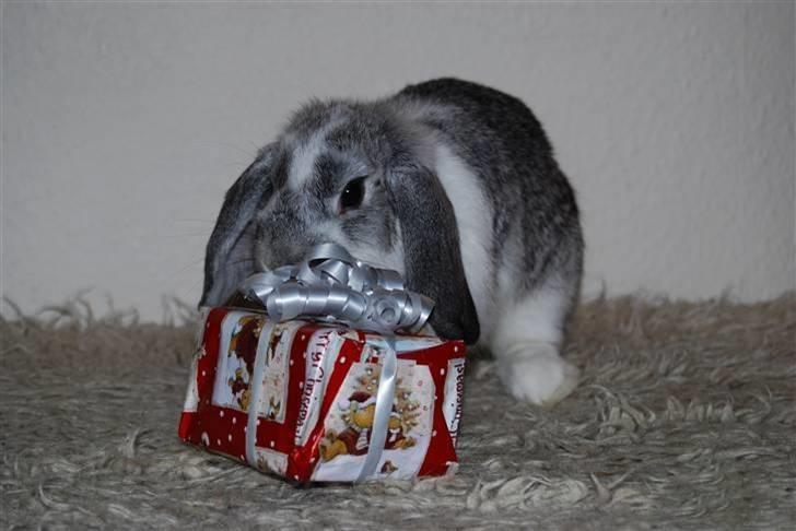 Kanin Sølvpil - Pakker gave op. billede 7