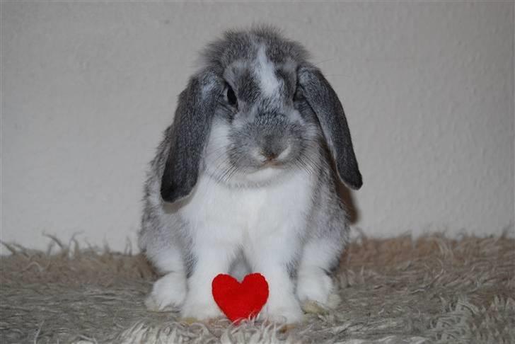 Kanin Sølvpil - Lille fint hjerte til den lille fine kanin. billede 8