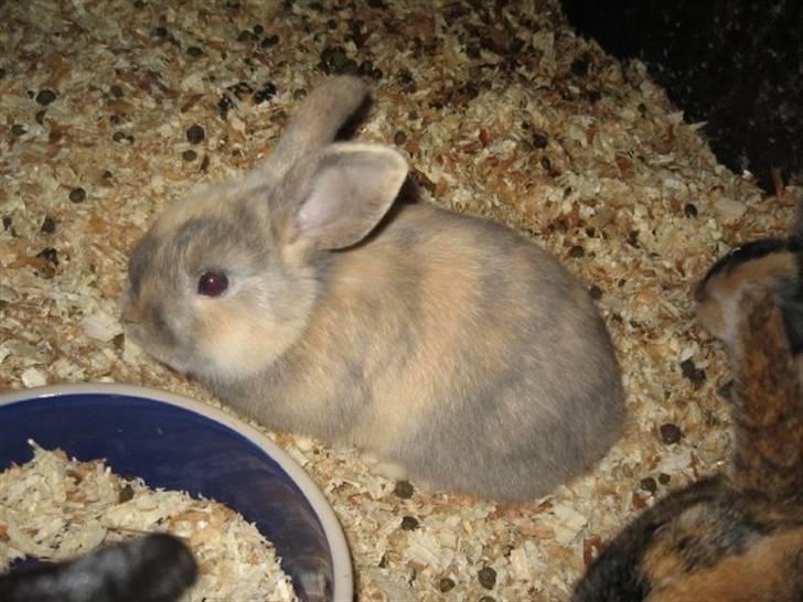 Kanin Dorthé billede 4