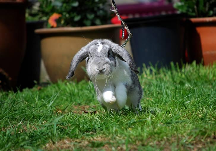 Kanin Sølvpil - På opdagelse i haven d. 22. maj billede 9