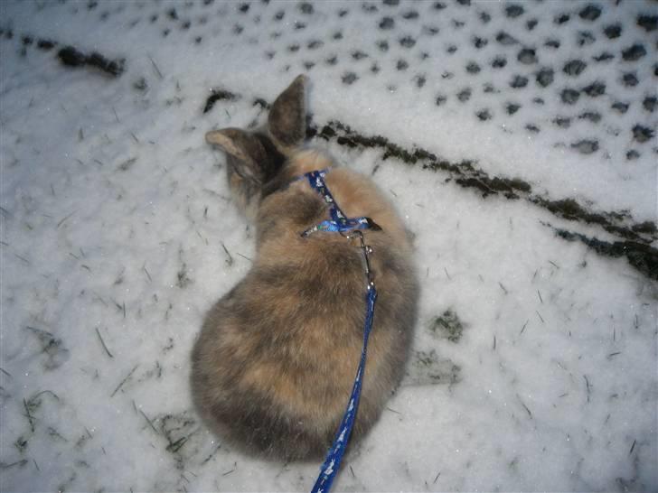 Kanin Dorthé billede 5