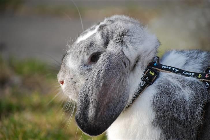 Kanin Sølvpil billede 10