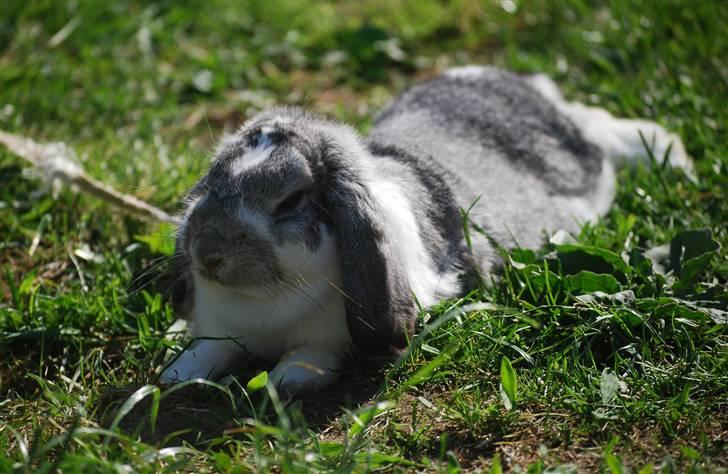 Kanin Sølvpil - Ja, lidt varmt blev det til sidst... billede 11