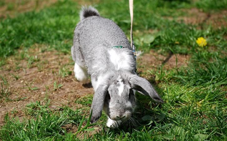 Kanin Sølvpil - Frem siger Pil. billede 12