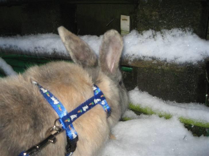 Kanin Dorthé billede 6