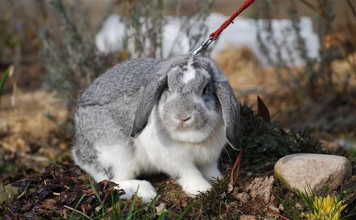 Kanin Sølvpil - Første gang i haven. billede 13