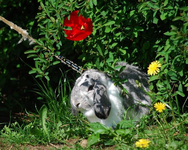 Kanin Sølvpil - Søger lidt skygge den varme dag i haven d. 22. maj. billede 14