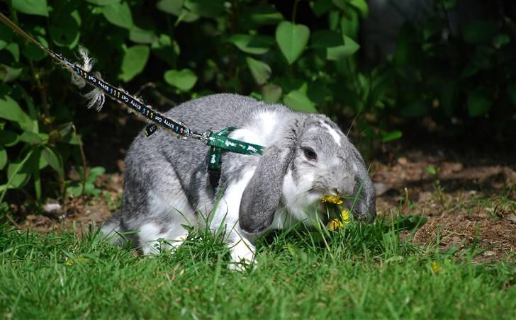 Kanin Sølvpil - Haps! Pil fortærede let to mælebøtteblomster da vi var ude i haven d. 22. maj billede 15