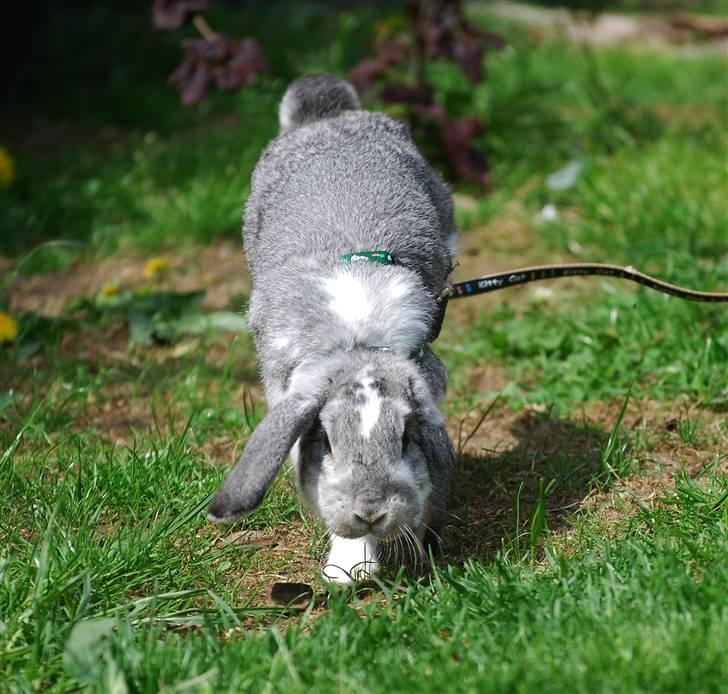 Kanin Sølvpil - Nu skal vi altså derhen, linefører! billede 16
