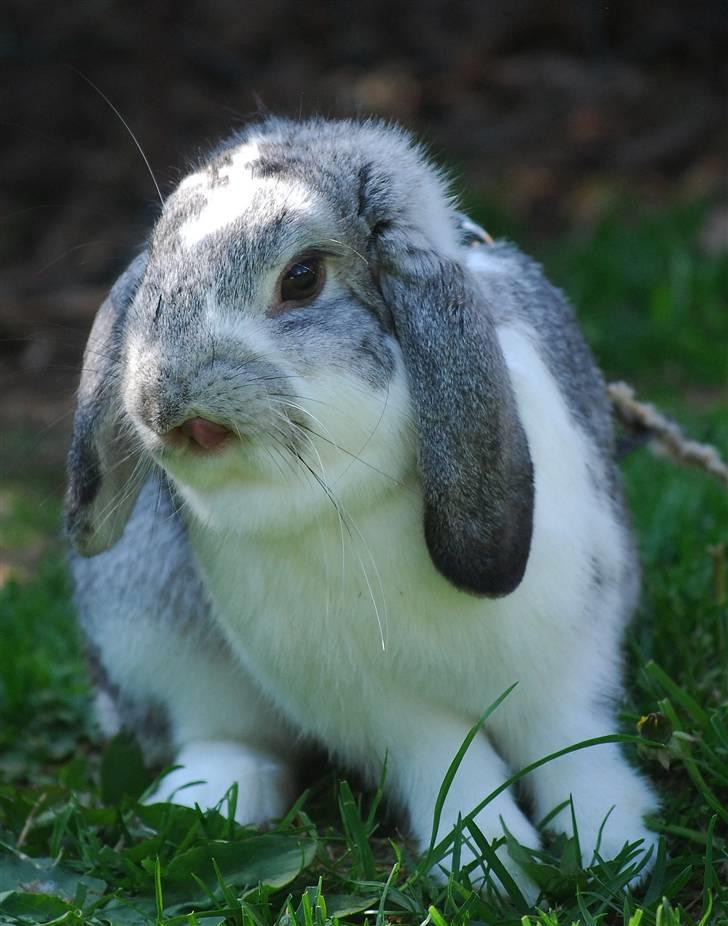 Kanin Sølvpil - Pil er da bare bedårende her. billede 17