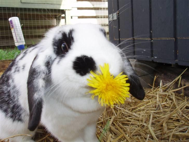 Kanin |DV| Aras´ Kasmira - Velkommen... her er smukke tøzzen med munden fuld af livretten.... Elsker det her billede!!!!!!!!!!!! billede 7