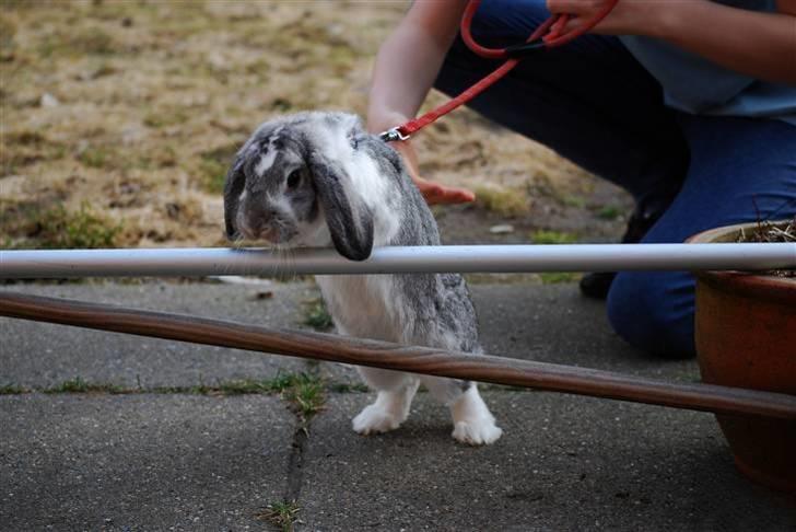 Kanin Sølvpil - I hopla. billede 19