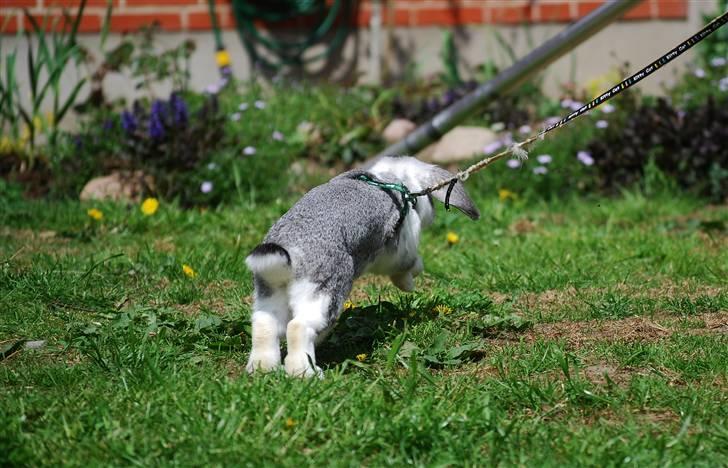 Kanin Sølvpil - Over and out. Pilen har travlt med at undersøge ting. billede 20