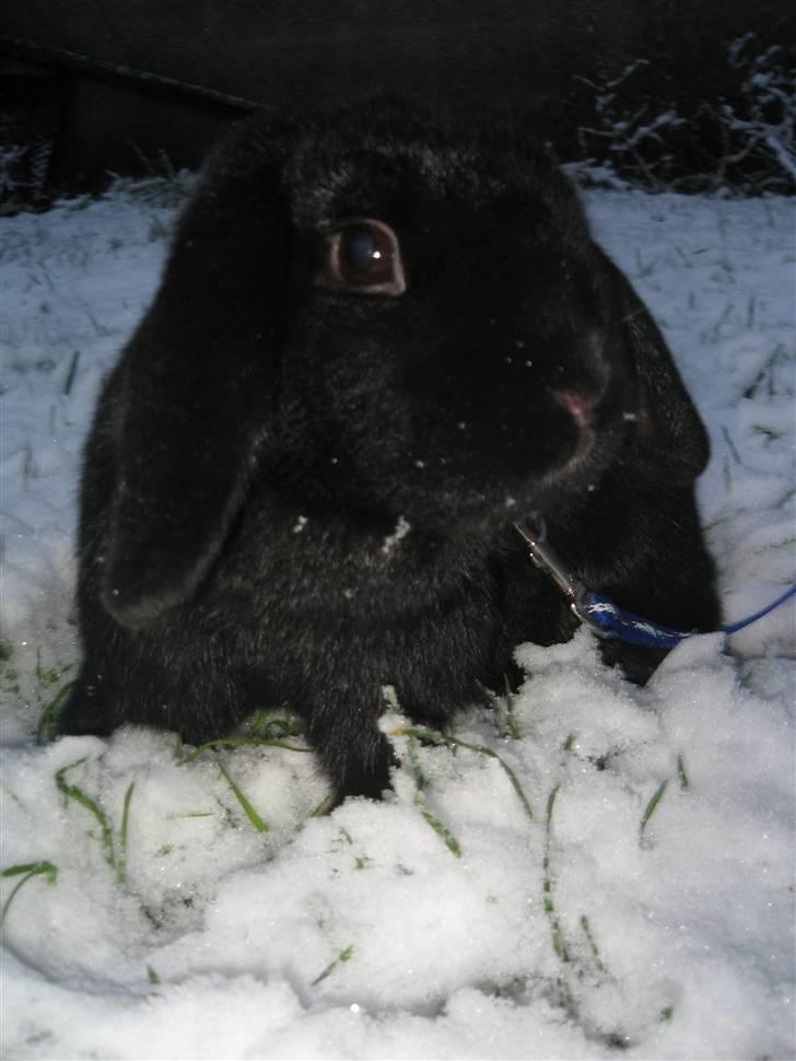 Kanin Pearl billede 3