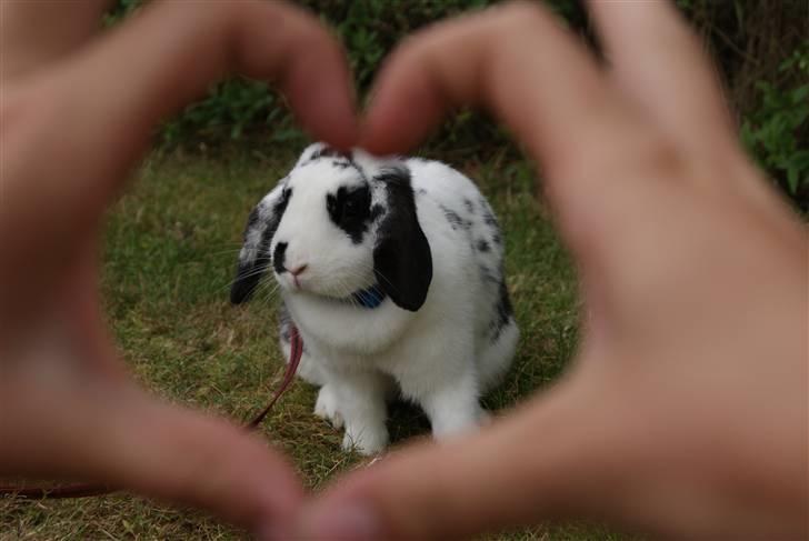 Kanin |DV| Aras´ Kasmira - Jeg Elsker Dig <3 billede 9