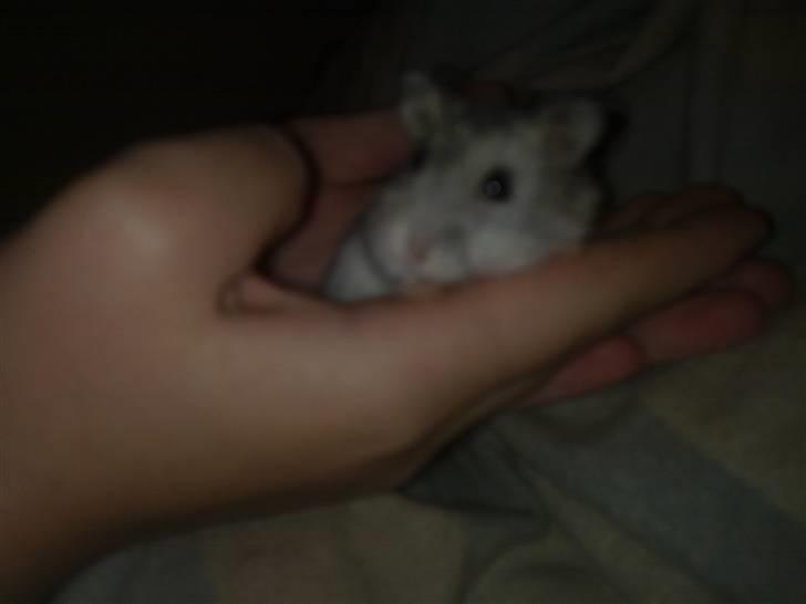 Dværghamster Dinnes  billede 4