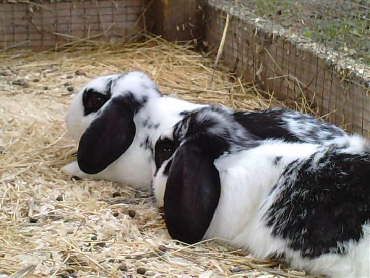 Kanin |DV| Aras´ Kasmira - åhh. hvor i elsker hinanden billede 10