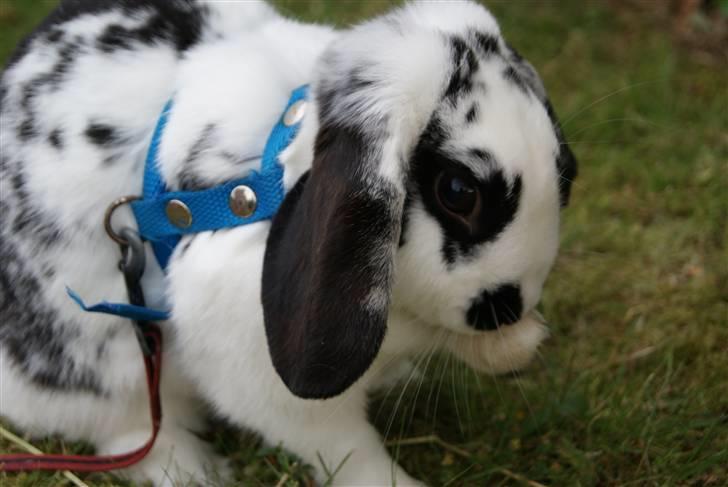 Kanin |DV| Aras´ Kasmira - JEG ELSKER DET HER BILLED;;;; JEG ELSKER DIG;;;;;;; billede 6