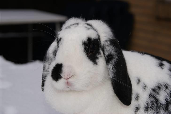 Kanin |DV| Aras´ Kasmira - Her er et klart billede af plet-tud i sne´en billede 13