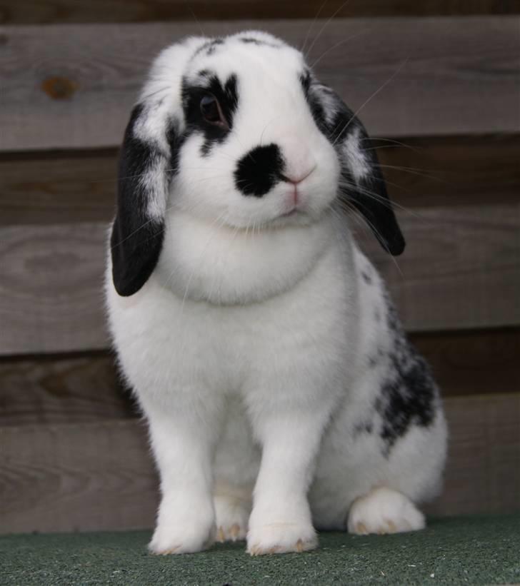 Kanin |DV| Aras´ Kasmira - nurh... plet-tud Du er min stolthed.....MODELBILLED ___ Foto: Sara A (MIG) billede 14