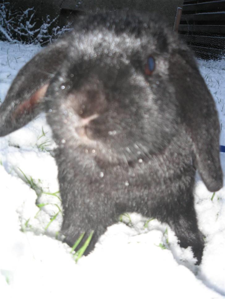 Kanin Pearl billede 4