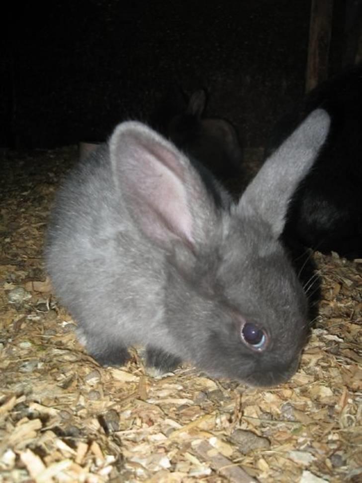 Kanin Greyi billede 1