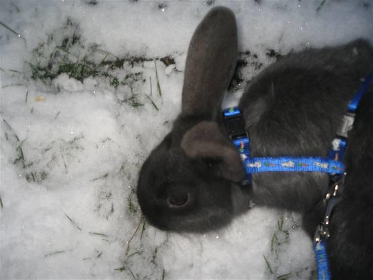 Kanin Greyi billede 2