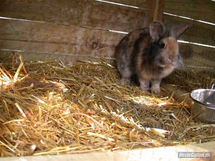 Kanin LH-Rabit's Bombaje  billede 1