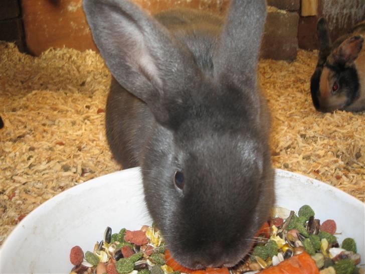 Kanin Greyi billede 4