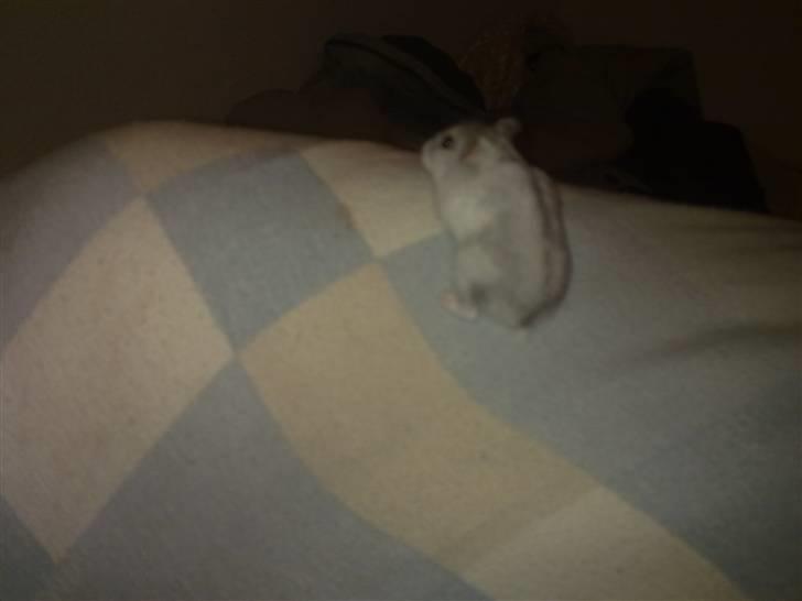 Dværghamster Dinnes  billede 5