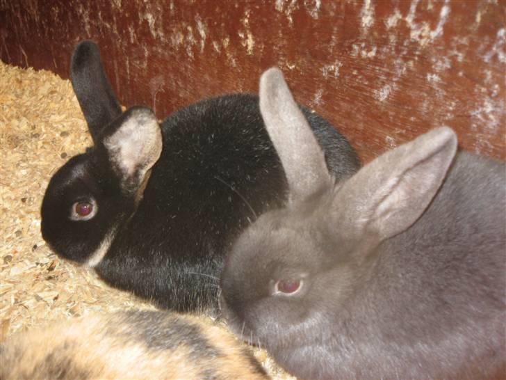 Kanin Greyi - Sammen med hendes bror Star :D<3 billede 5